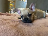 Eine kleine weibliche Maus sucht noch ein neues zu