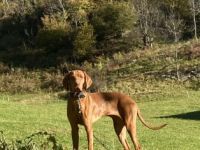 Slovenský Cuvac, Welpen