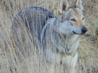 Züchter Station Simply Wolf FCI bietet ab sofort Welpen