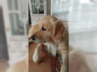 Hallo liebe Golden Retriever Freunde ! Wir haben