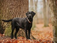 Senor Sheriff vom Dieke