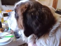 Wir haben am 1.1.22 Welpen bekommen. 5 Rüden und 5