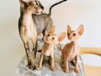 Cornish Rex von Bestensee