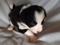 Wir haben Welpen. 2 b-w Rüden und 1 Trico Rüde sind