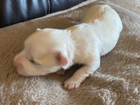 3 Valentinstagswelpen suchen ein neues Zuhause. Es sind