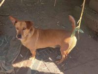 MORZSA, kleiner Pimpf, großer Charakter