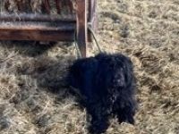 Mohr sucht ein neues Zuhause. Der Rüde ist ein etwas zu