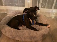 Pablo sucht ein Liebevolles zu Hause … er ist entwurmt,