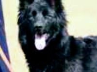 Tina ist ein altdeutscher Hütehund mit dem Farbschlag