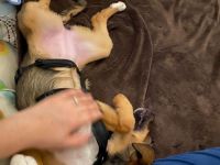 ❤️Ich bin die Emma (geboren ca.10/2021) und suche ein