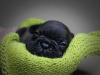 Unser kleine Bully Rüden suchen ein neues Zuhause. Sie