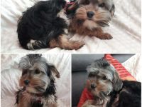 Drei Jungs suchen ihre eigene Familie. Sie sind am 1.7