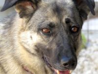 Bruna 2, weiblicher Schäferhund (Angsthund)