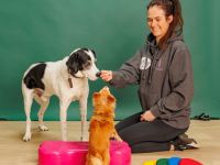 Das tierische Institut