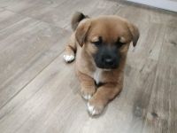 Unsere wunderbaren, zuckersüßen Shiba inu Welpen suchen
