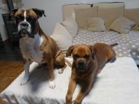 Hallo wir sind Pebbles (2) Boxer-Rottweiler mix dame