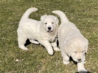 Unsere reinrassige Golden Retriever Hündin Carlotta hat