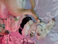 Bei uns suchen noch 5 blonde Hündinnen eine neue