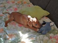 Essind aus unserem Wurf noch zwei Zwerge zu vergeben,