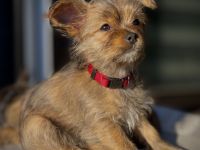 Liebe Hundefreunde, unsere reinrassige Yorkshire