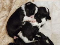 Am 20.02.2022 hat unsere Maus fünf zuckersüße Bolonka