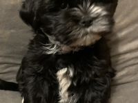 Biete hier aus einer tollen Paarung vier wunderschöne