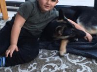 Es ist ein ganz lieber Familien hund, war auch in der