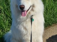 Yuki, Schweren Herzens suchen wir eine neue Familie für