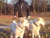 Hundezucht „Ivan Jelic“ seit über 10 Jahren mit Liebe