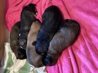 Hallo Hundeliebhaber! Wir sind vier Mädels und ein Bub