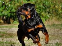 Deckrüde Rottweiler, Rottweiler, Welpen
