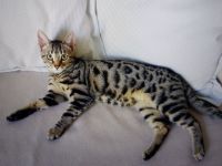 Lexi, Verkaufe unsere junge B e n g a l Katze. Die
