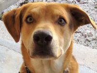 Nesta (Mischling, männlich, Schäferhund-X)