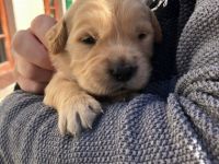 HALLO Biete wunderschöne reinrassige Golden Retriever