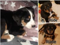 Wir haben noch 3 ganz wundervolle, süße Welpen