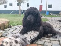 Wurfplanung Sommer 2022 Weitere Informationen auf