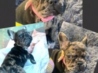 Am 01.01.22 hat unsere reinrassige Französische