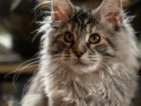 Angel of Moempelgard