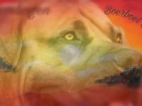 South Bavarian Boerboel