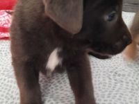 Zuckersüße Hunde Welpen jetzt 5 Wochen alt Corso Corso