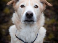 Ace ist ein 4Jahre alter kastrierter Mischlings-Rüde.