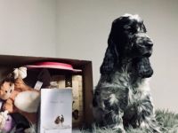 Im Zucht Viento de Amor haben wir noch 2 freie