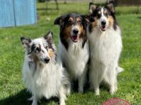 Collies of Passion