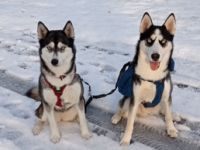 Bill (Billy), Kaufpeis ist verhandelbar. Hallo ich bin