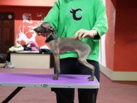 Wunderbare Kinder 2 graue Rüden suchen die besten