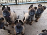 Verkauf - Welpen Belgischer Schäferhund Malinois mit