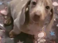 Meine süßen Dackel Welpen sind nun abgabebereit. Sie