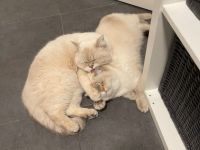 2 wunderschöne BKH Katzen, Hauskatze