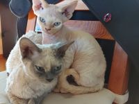 Aus unserem Wurf sucht noch ein Bub in creme smoke