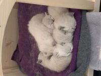 Unsere Katzen Mama hat am 13.02.2022 sechs gesunde